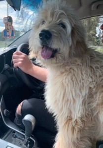 groodles for sale gumtree